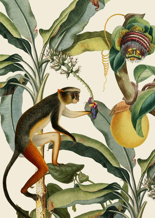 Monkey - African Exotics Collection Prints