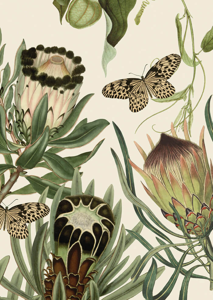 Protea - African Exotics Collection Prints